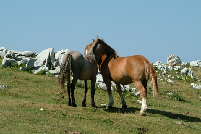 Animali al pascolo